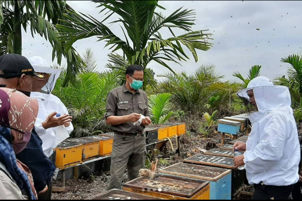 Monev Kegiatan Bantuan BRG Untuk Masyarakat Sekitar Kawasan TNB dan Panen Perdana Lebah Madu Binaan BTNBS