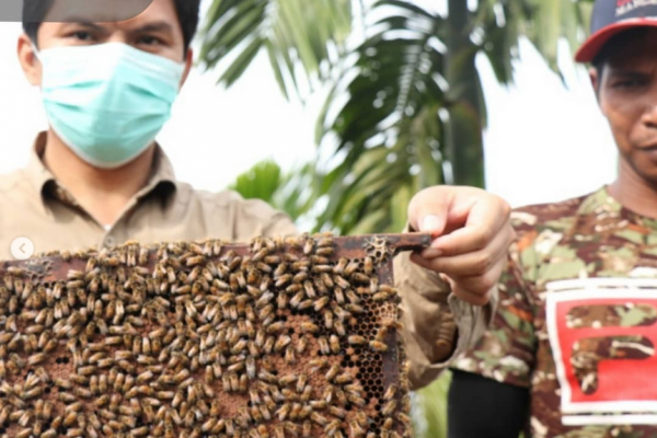 Budidaya Lebah Madu Kelompok Masyarakat Binaan Balai TNBS